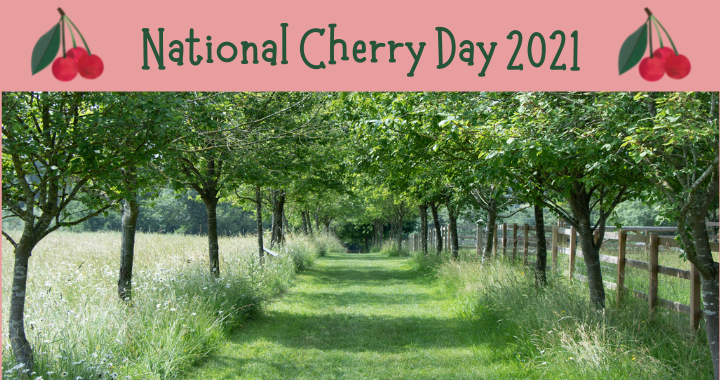 the national cherry tree