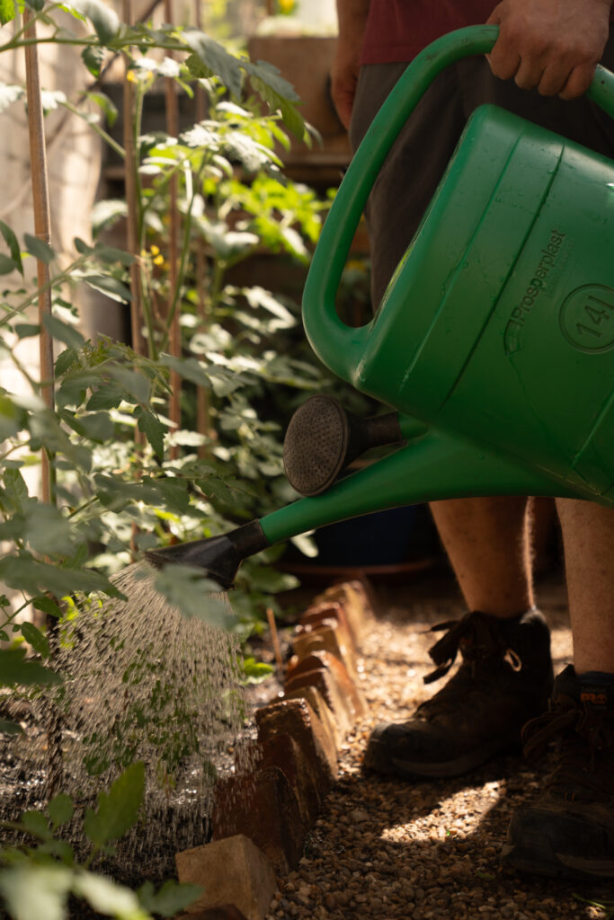 Watering plants in the greenhouse