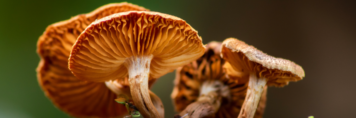 Fungi Discovery Day 